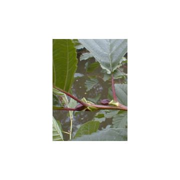 Msa alnus glutinosa 50 ml