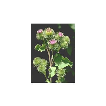 Tsa arctium lappa 50 ml