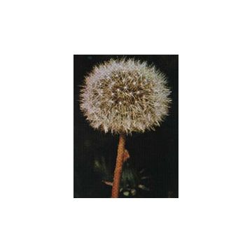 Tsa taraxacun officinalis 50 ml