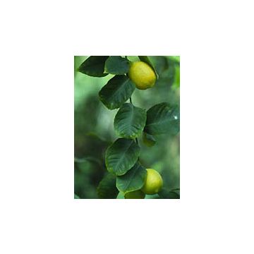Msa citrus limonum 50 ml